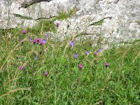 meadow cranesbill and knapweed caker scar